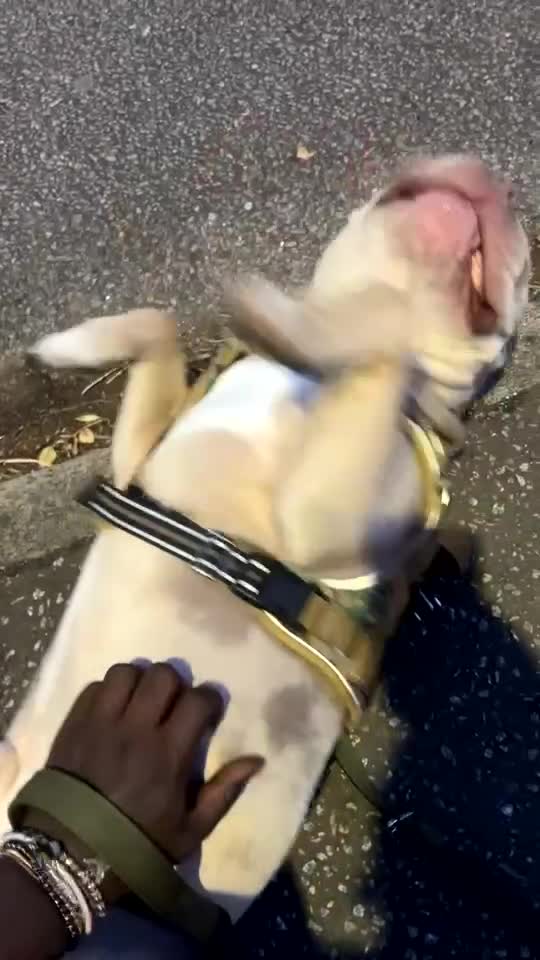 American Bully dogs for stud: ****BEAUTIFUL STUD**** - Video 3