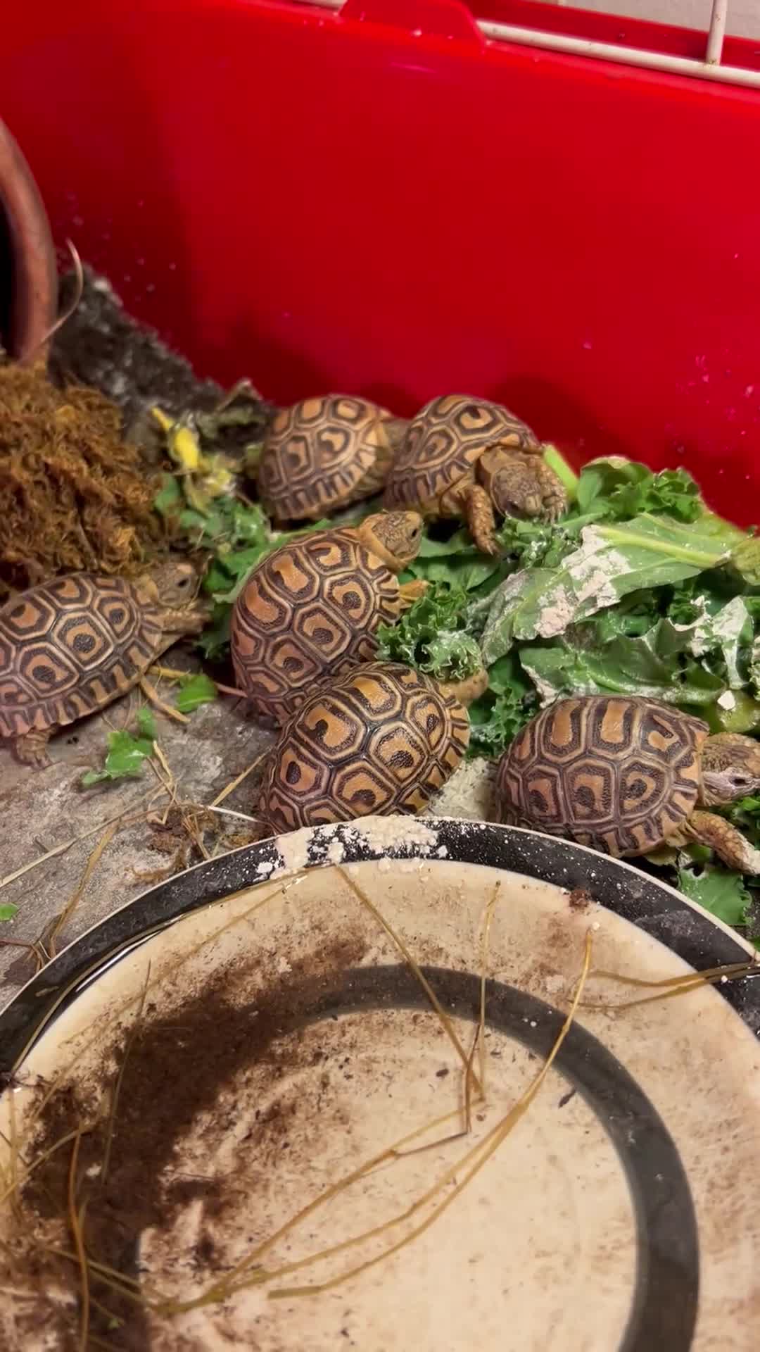 Tortoise reptiles for sale: Leopard tortoise babies - Video 1