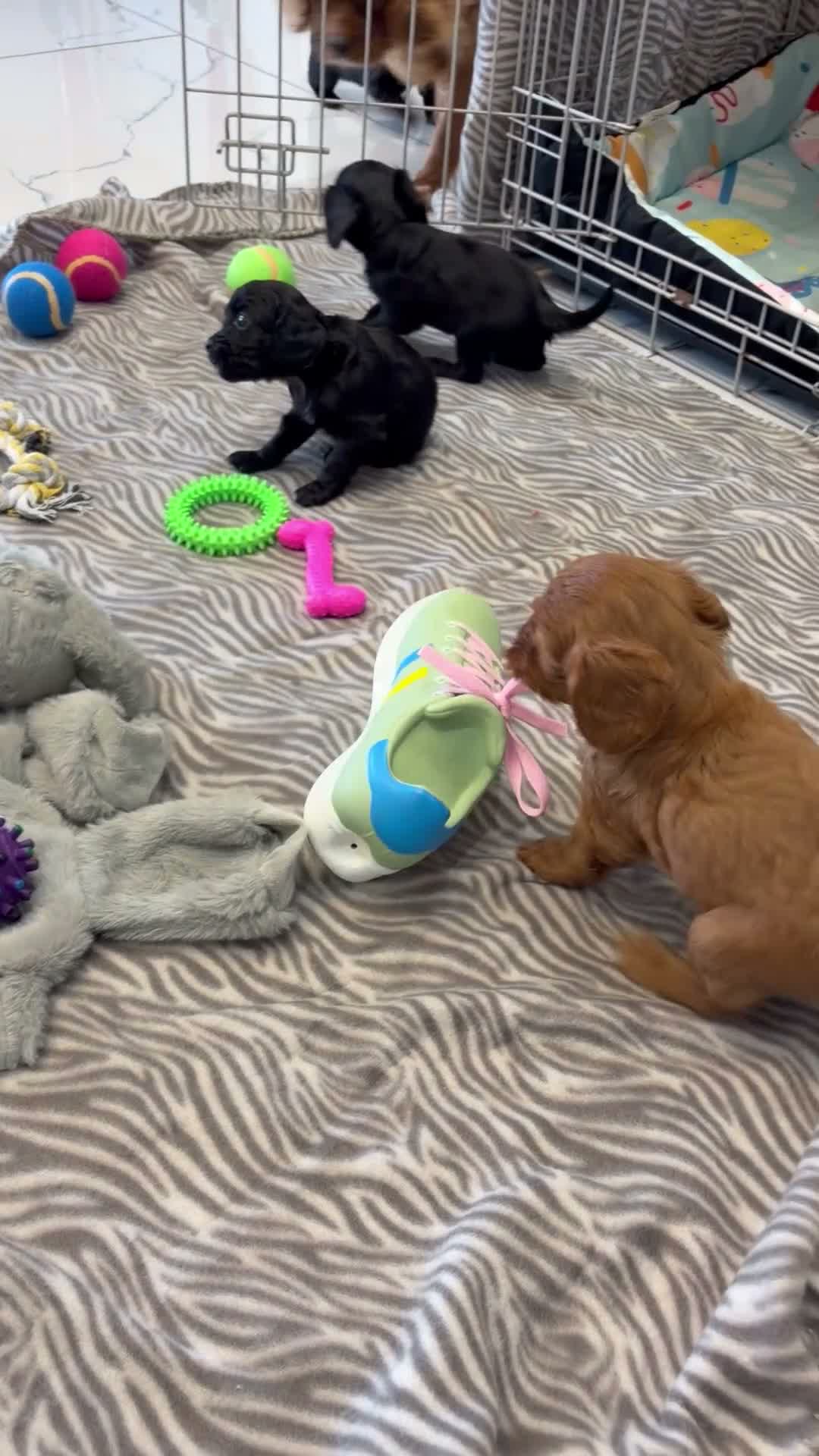 Cavapoo dogs for sale: 🐾💕STUNNING CAVAPOOS 💕🐾 - Video 1