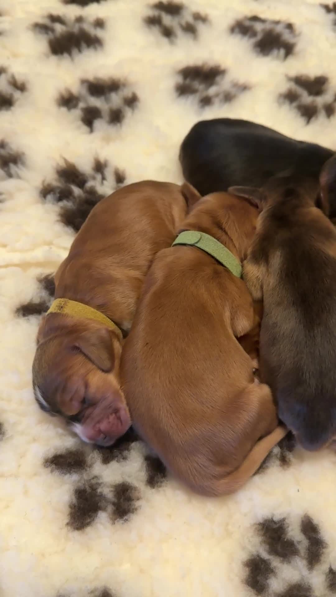 Cocker Spaniel dogs for sale: Stunning KC registered cocker spaniel puppies - Video 2
