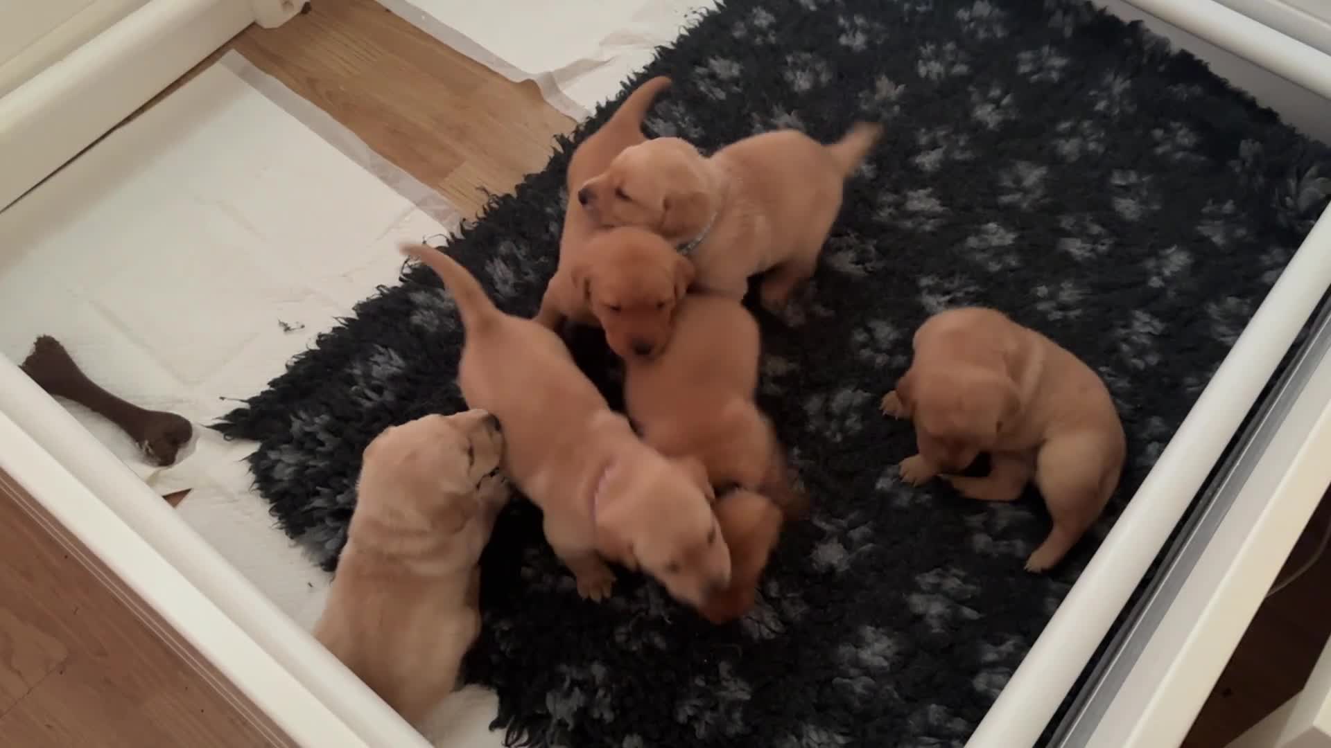 Labrador Retriever dogs for sale: Beautiful Labrador retriever puppies for sale - Video 3