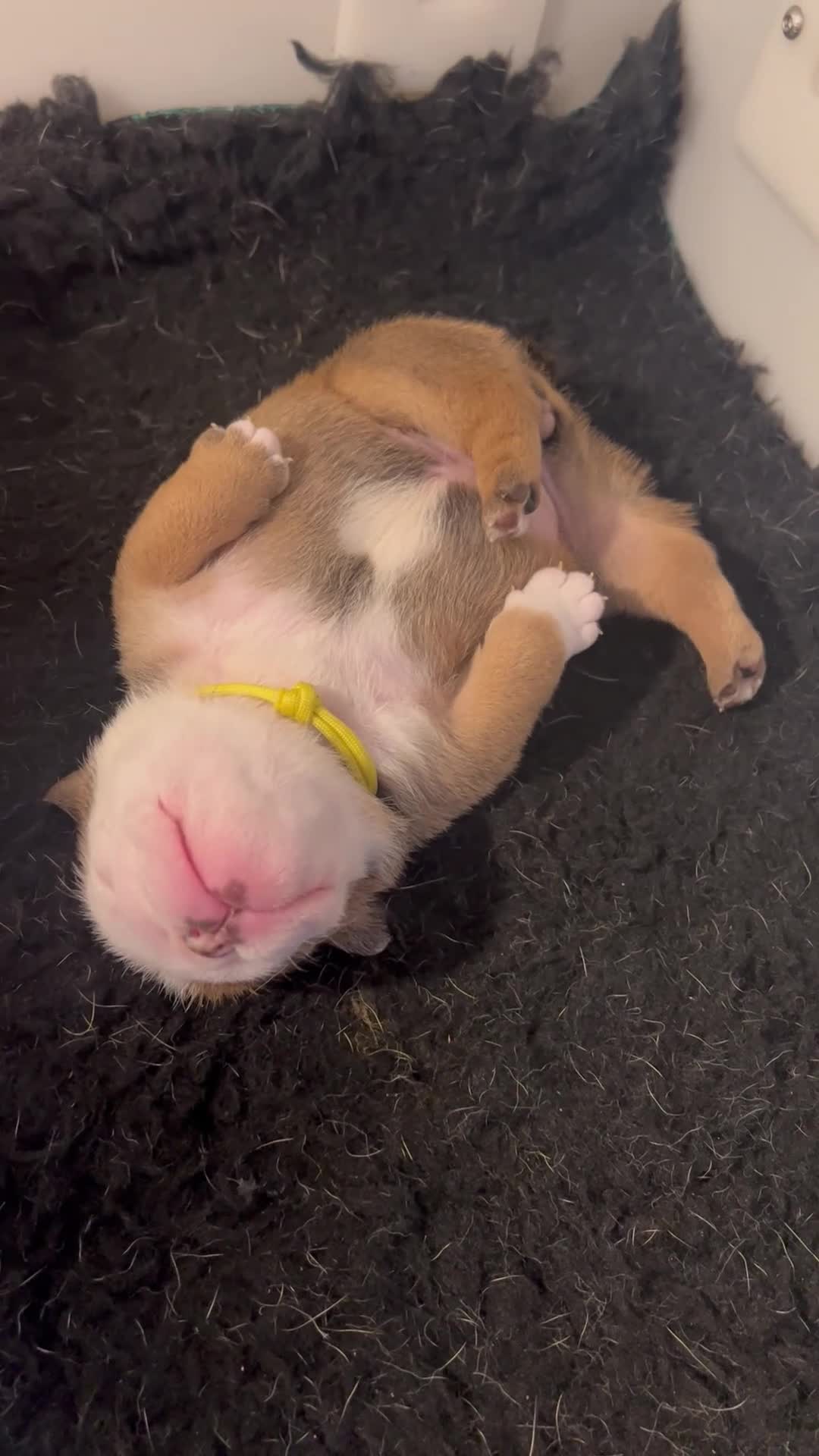 English Bulldog dogs for sale: 🏴󠁧󠁢󠁥󠁮󠁧󠁿 Best of British KC English Bulldogs in Ashington - Video 3
