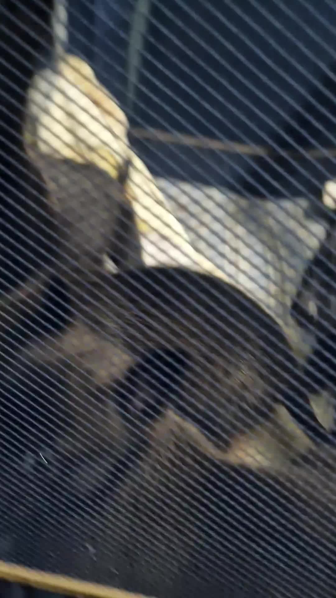 Belgian Shepherd Dog dogs for sale: We have 4 stunning Belgian Malinois puppies  - Video 1