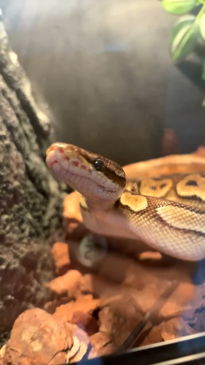 Python Snake reptiles for sale: Ball Python - Video 2