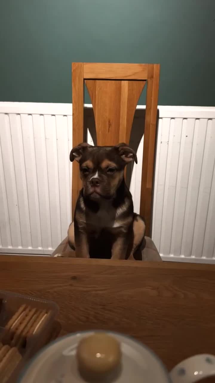 Mixed Breed dogs for sale: English bulldog mix female puppy - Video 1