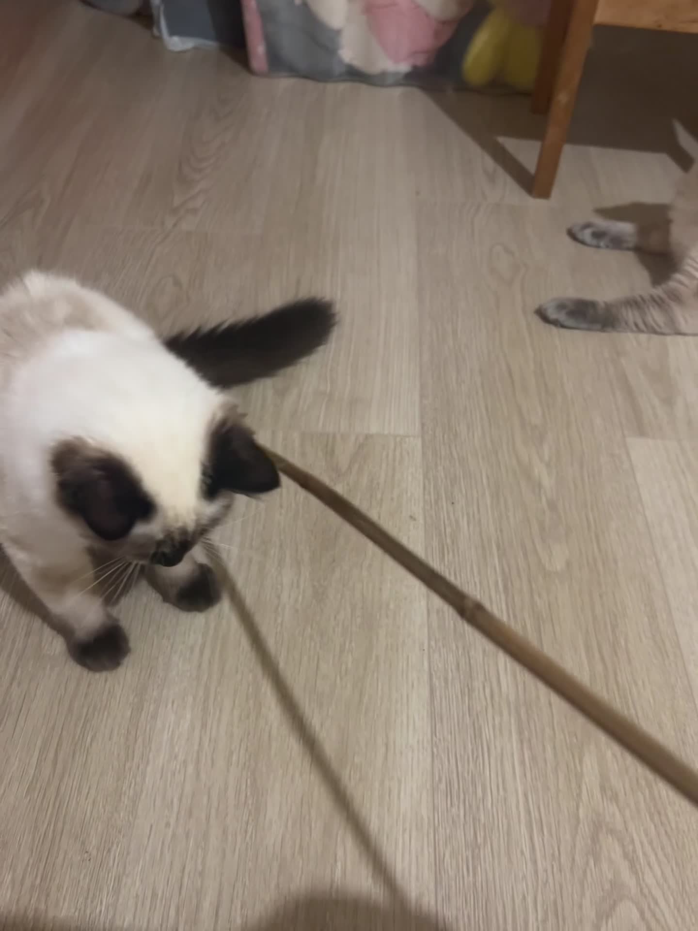 Ragdoll cats for sale: ONLY 2 MALE FULLBRED CHOCOLATE POINTS LEFT🐱🐾💖 in Manchester - Video 3