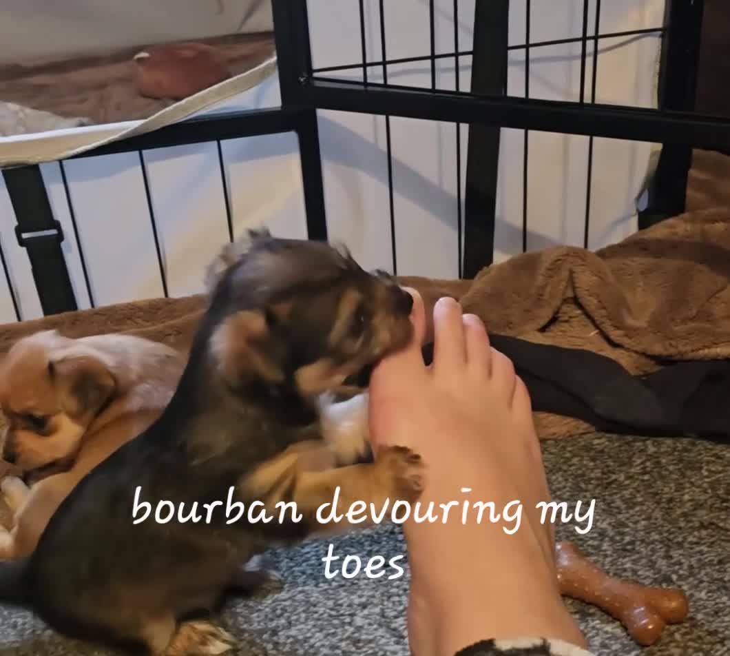 Yorkshire Terrier dogs for sale: Yorkshire Terrier Puppies in Kendal - Video 2