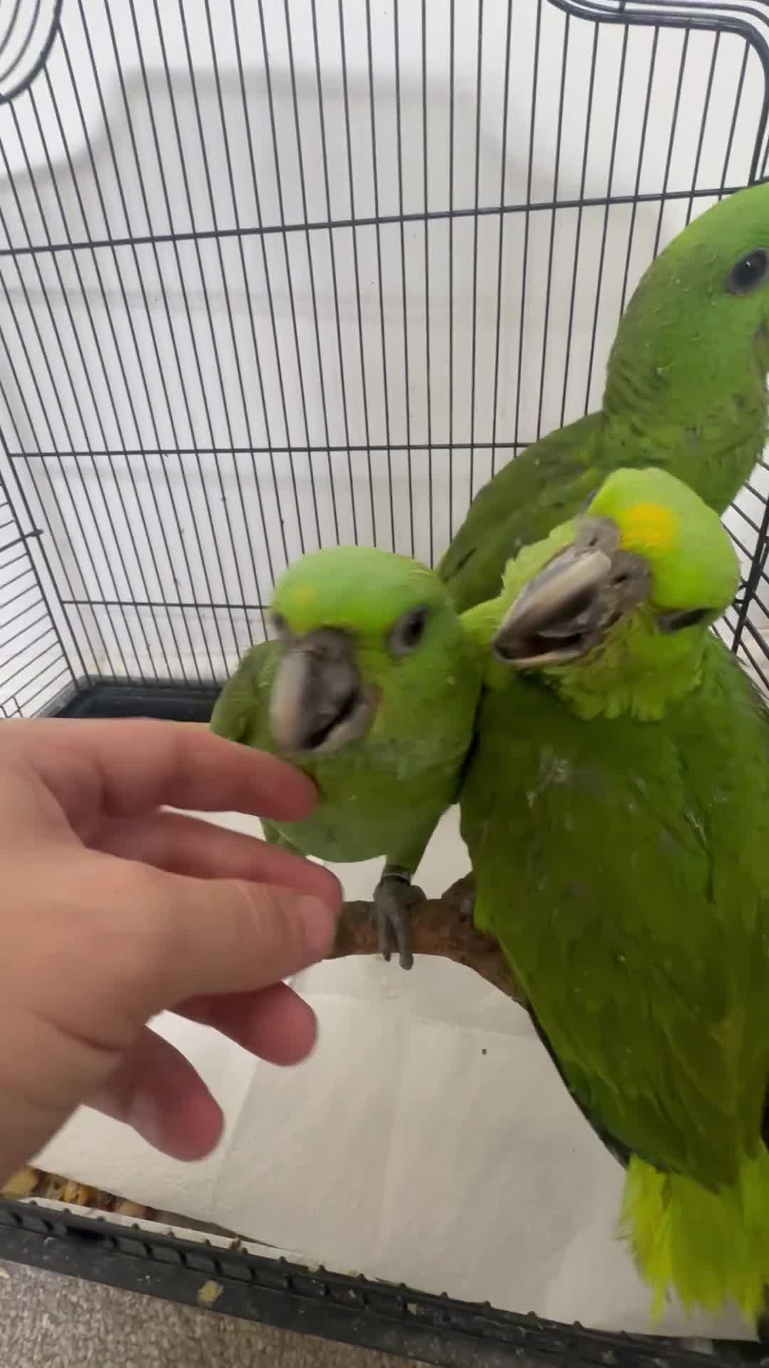 Parrots birds for sale: Baby hand reared amazons for sale  - Video 1
