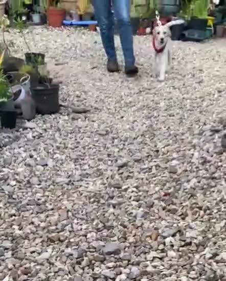 Mixed Breed dogs for sale: Labradoodle/springer x border collie puppies  - Video 1