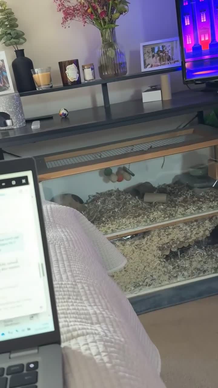 Gerbil rodents for sale: 2 male Gerbils free to good home - Video 2