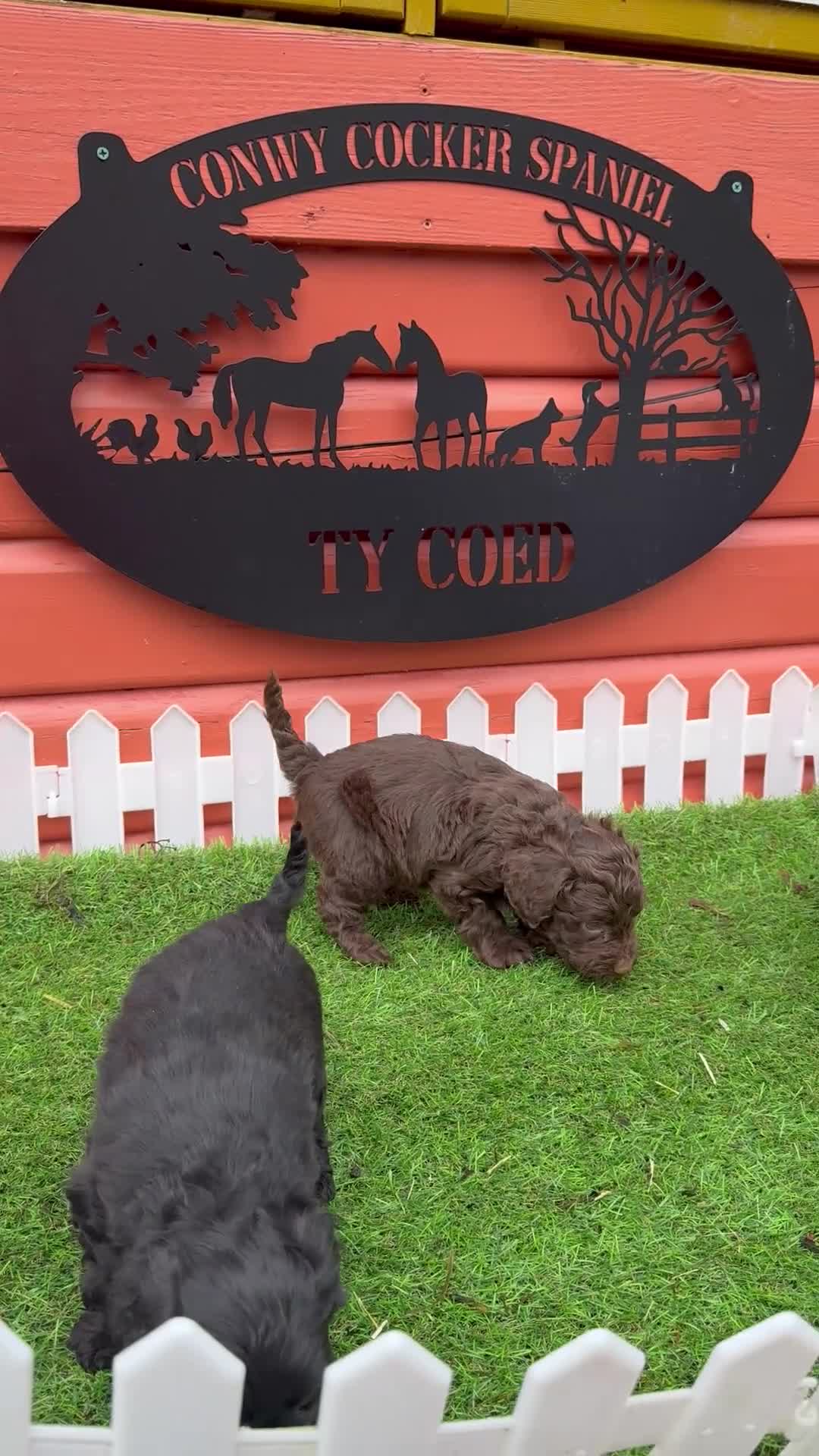 Cockapoo dogs for sale: Stunning Toy Cockapoo pups- health tested - Video 1
