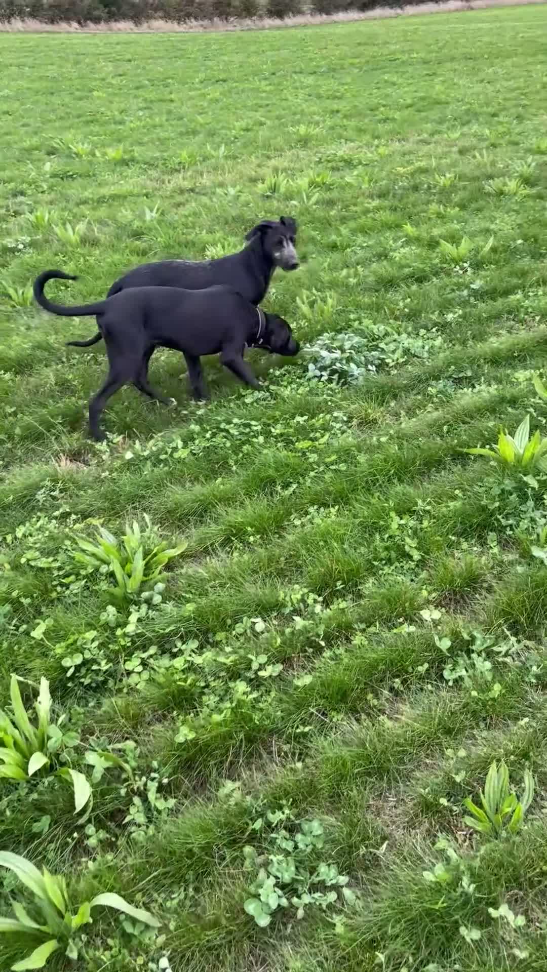 Lurcher dogs for sale: Poodle/Saluki x lurcher puppies  - Video 1