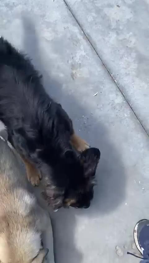Mixed Breed dogs for adoption: Banjo, 1 yr approx. Available for adoption. - Video 2