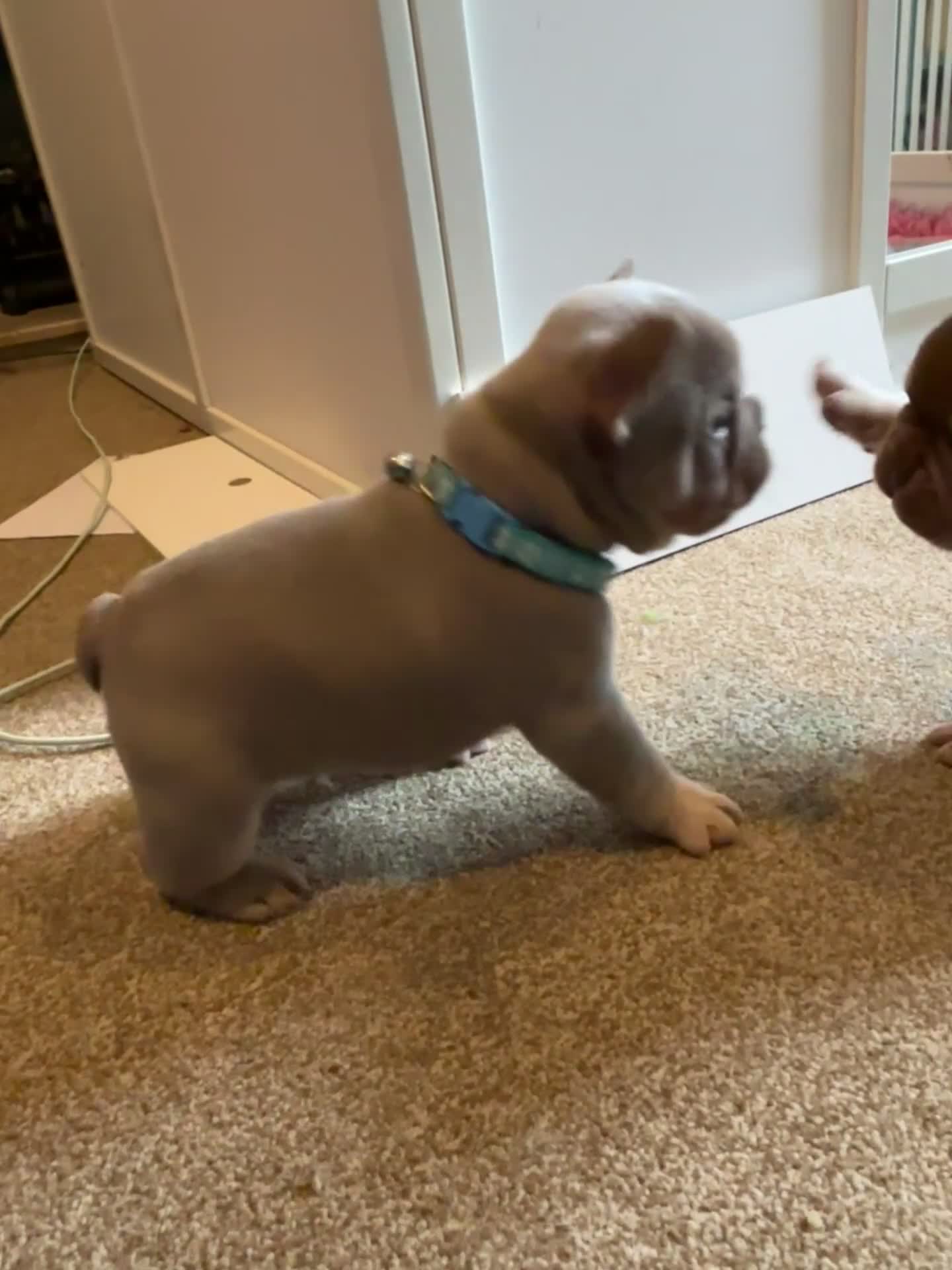 French Bulldog dogs for sale: 11 weeks old Isabella & tan carries fluffy RFG  - Video 1