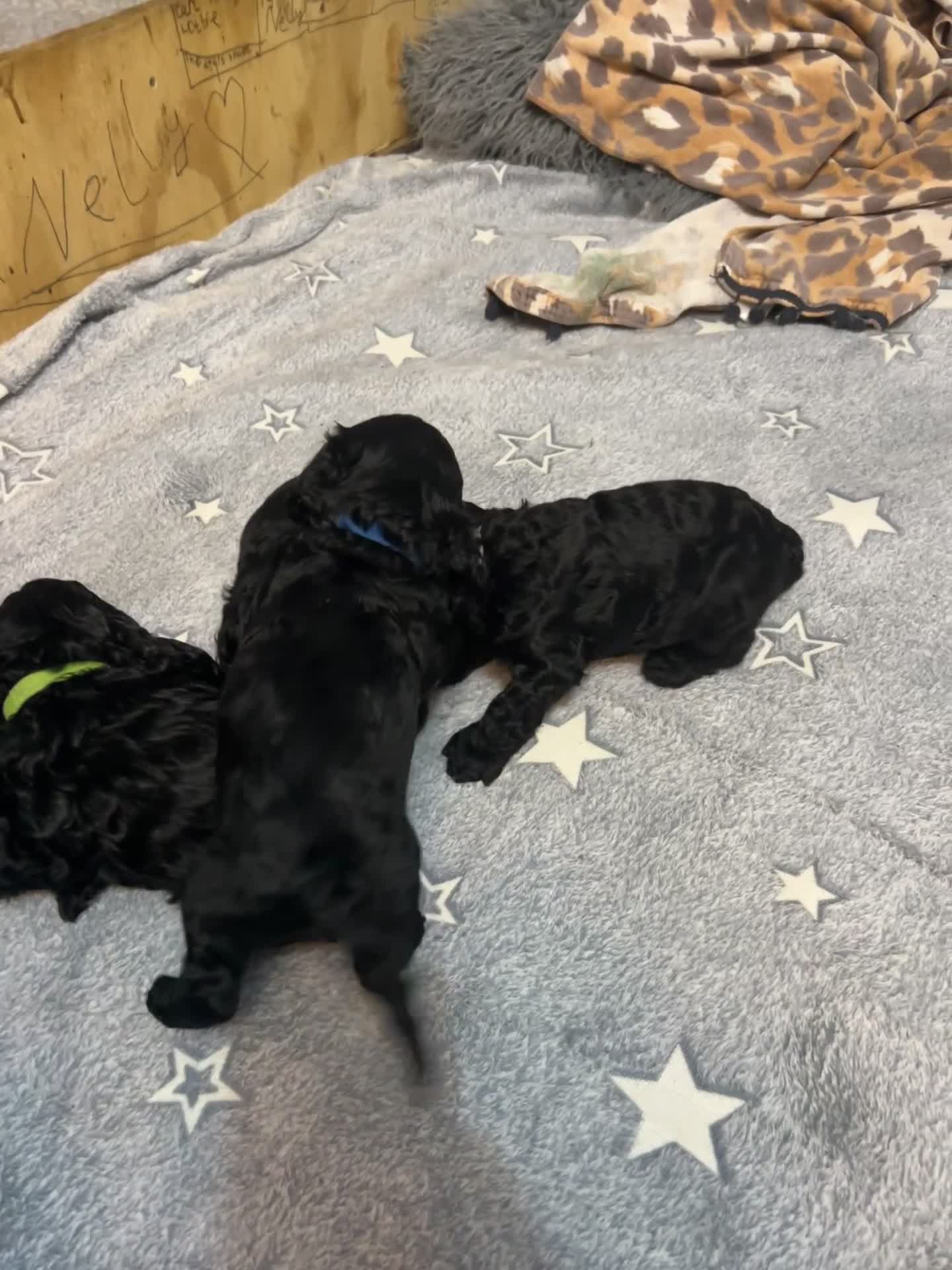 Cockapoo dogs for sale: 🐾 only one girl left F2 Cockapoo Puppies 🐾 - Video 1