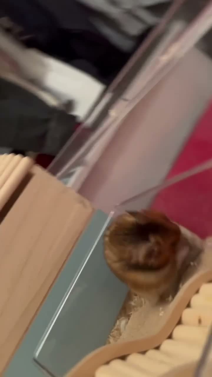 Hamster rodents for sale: Loving playful hamster in Stafford - Video 1