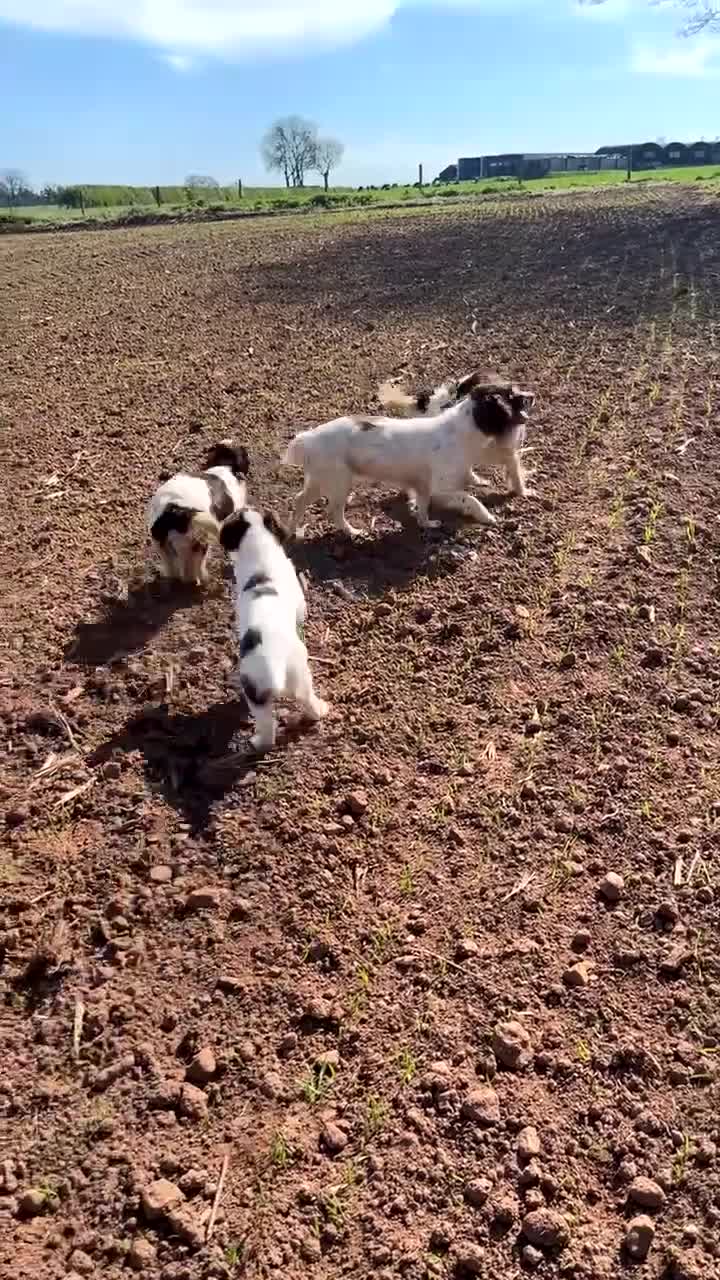 English Springer Spaniel dogs for sale: English springer spaniel  in Shrewsbury - Video 1