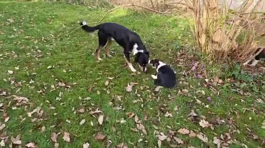 Welsh Collie dogs for sale: Beautiful Welsh Collie Sheepdog Puppy for Sale - Video 1