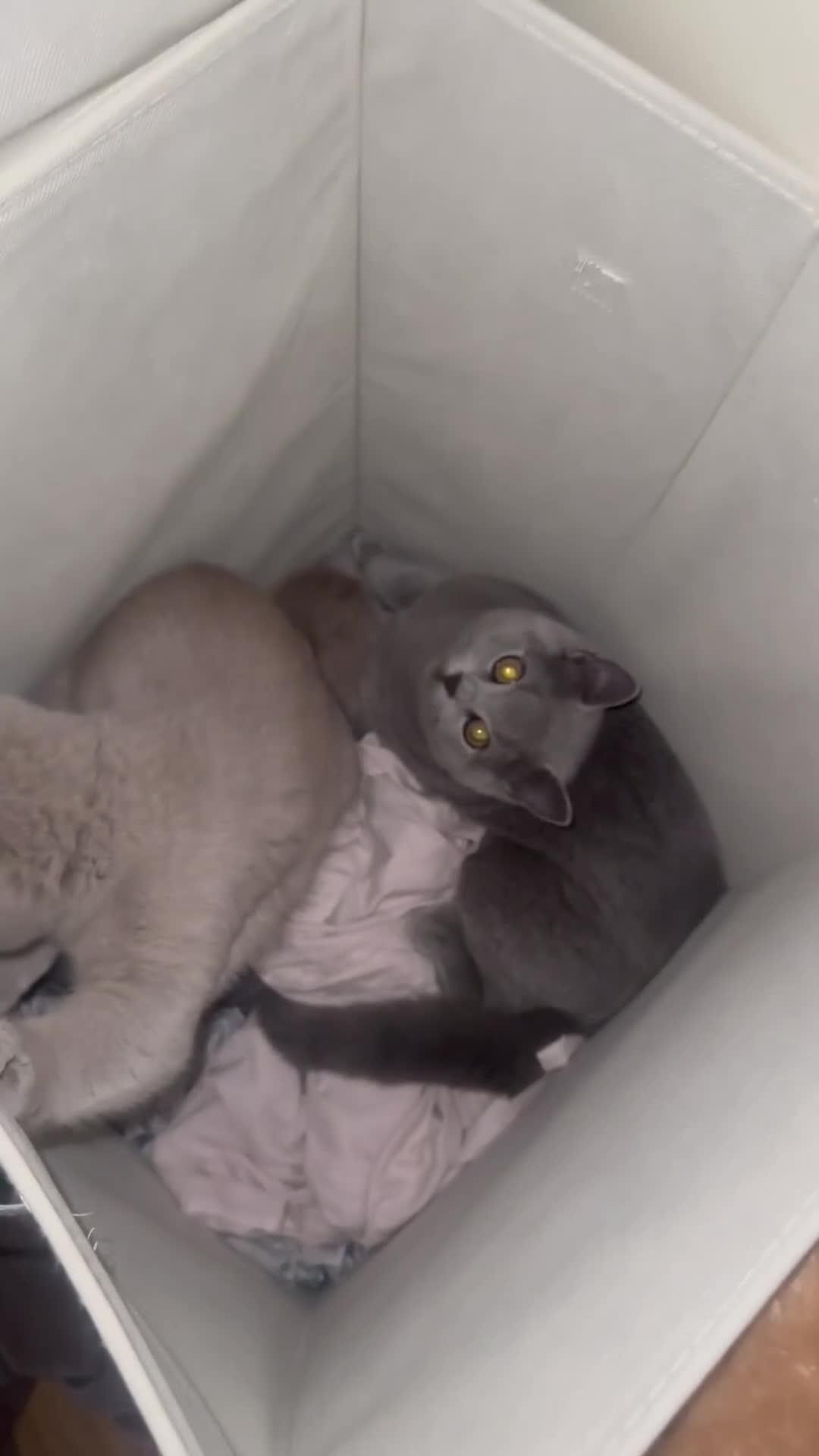 British Shorthair cats for sale: Blue british shorthair, lilac british shorthair  - Video 1