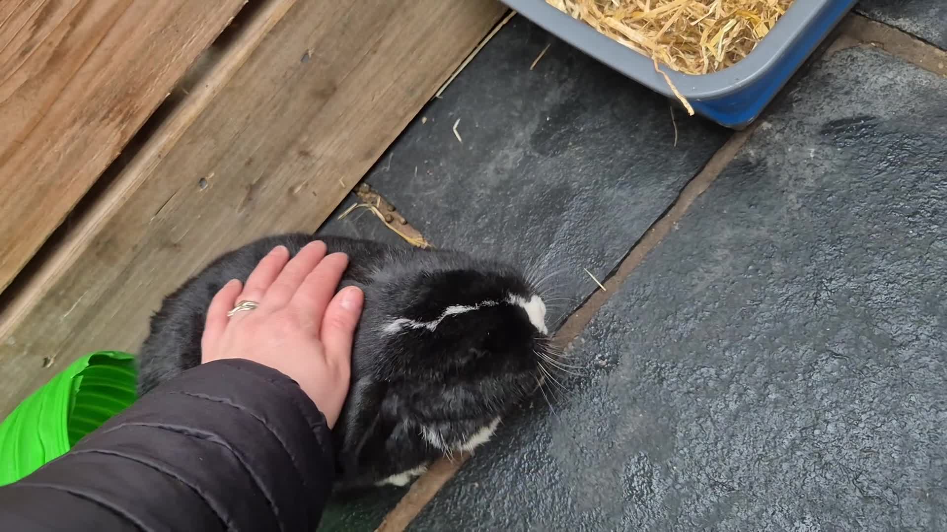 Mini Lop rabbits for sale: 1 year old lovely mini lop named Oreo  - Video 3