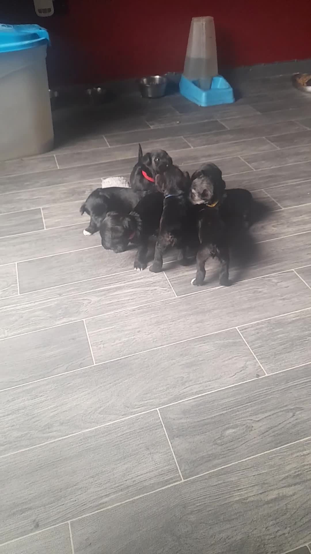 Mixed Breed dogs for sale: Snorkie pups - Video 1