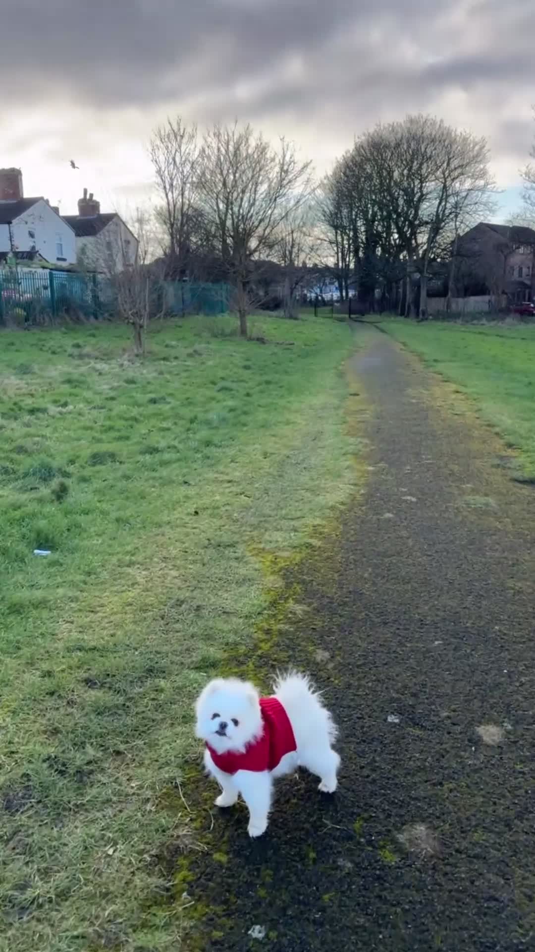 Pomeranian dogs for stud: Teddy  - Video 2