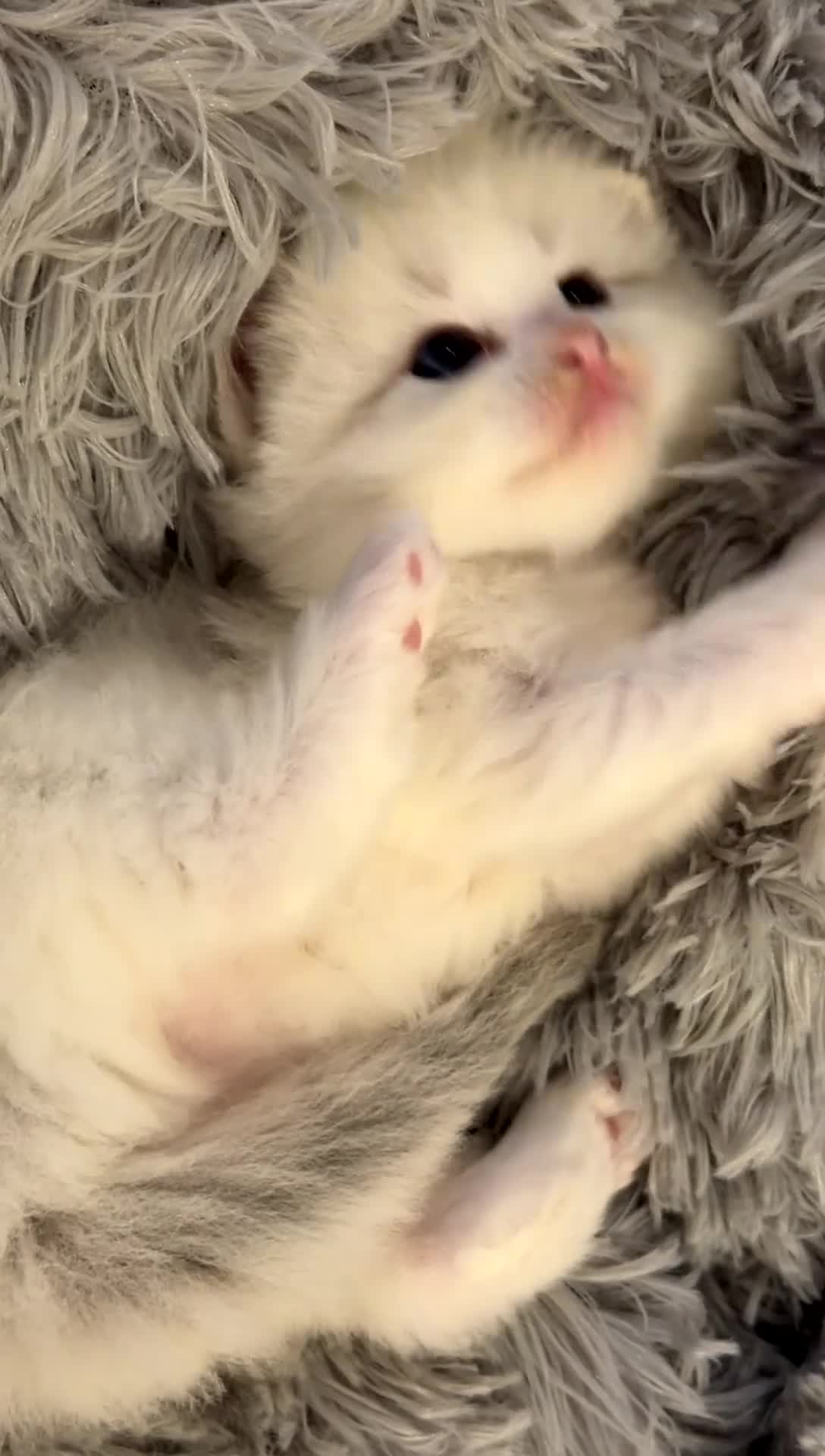 Ragdoll cats for sale: Blue Bi Colour Lynx Boys (European) - Video 3