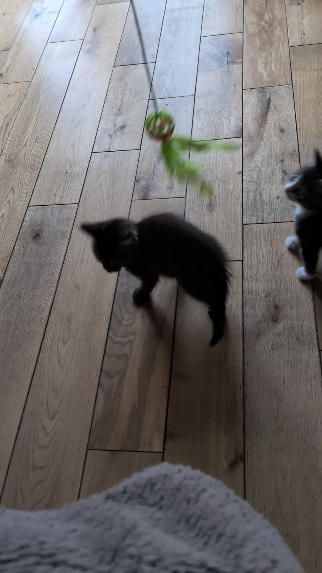 Mixed Breed cats for sale: 4 kittens  - Video 2