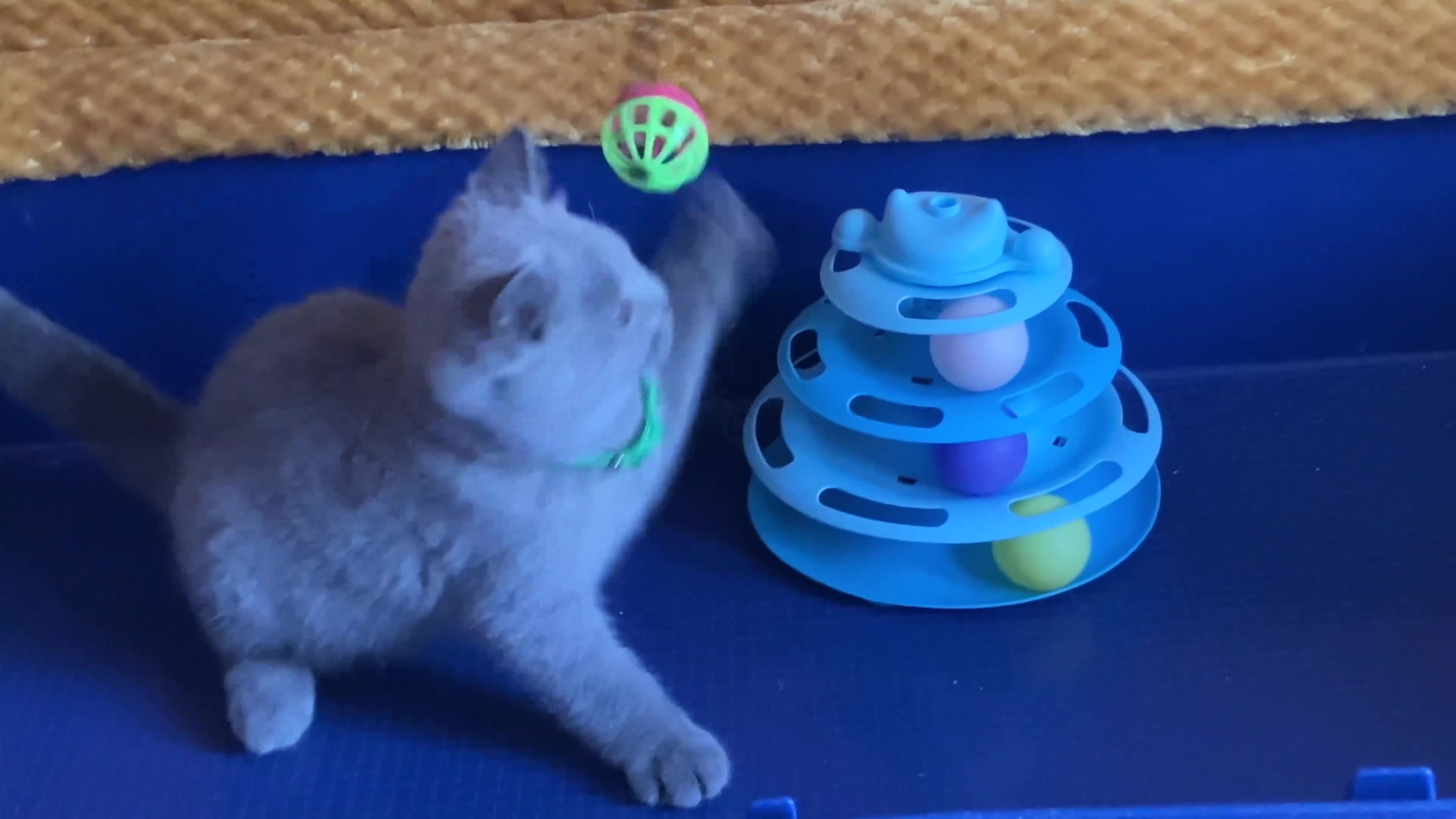 British Shorthair cats for sale: GCCF registered ChampionBloodline 5GENpedigree BSH - Video 3