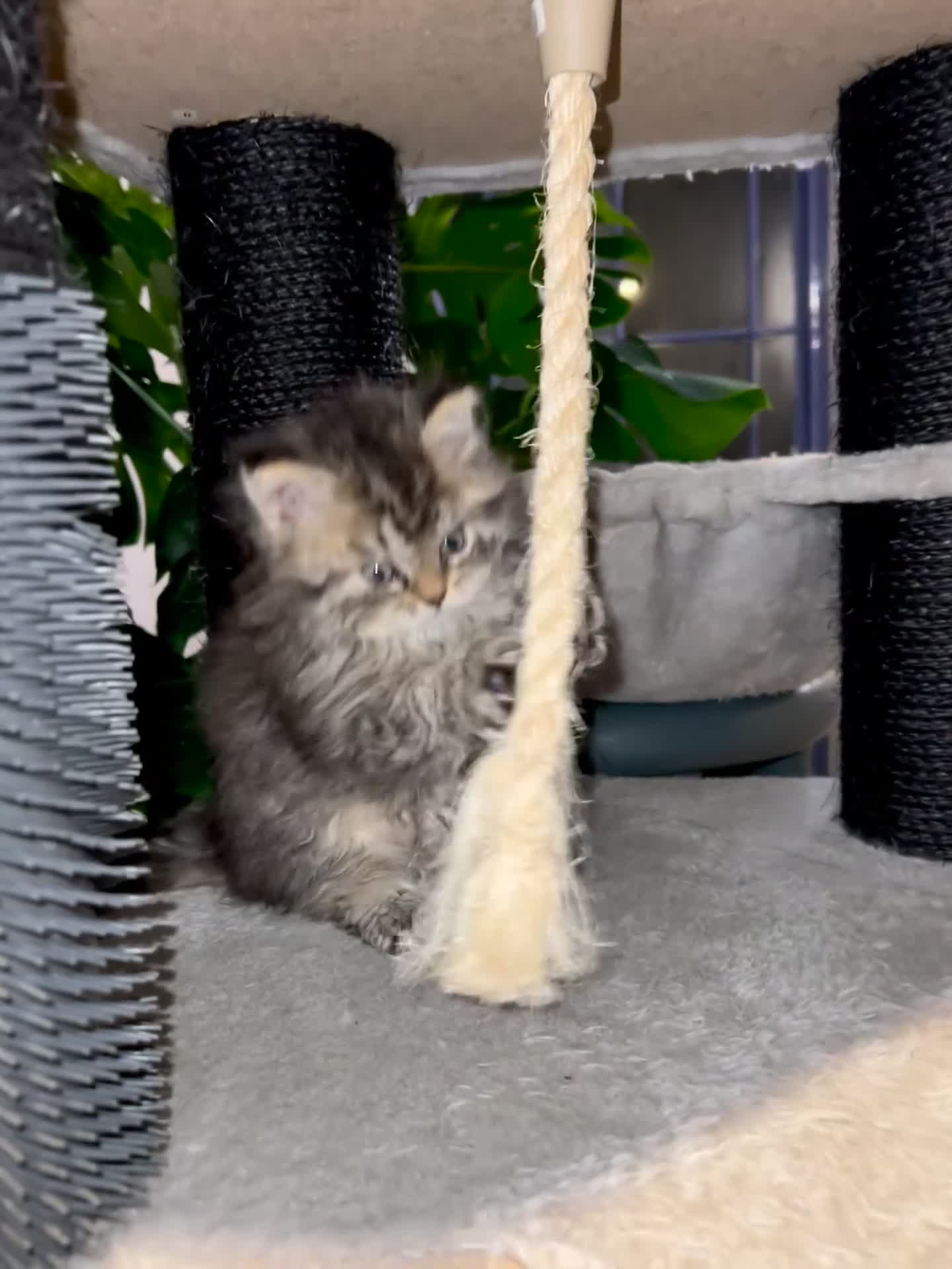 Selkirk Rex cats for sale: Stunning Selkirk rex kittens - Video 5