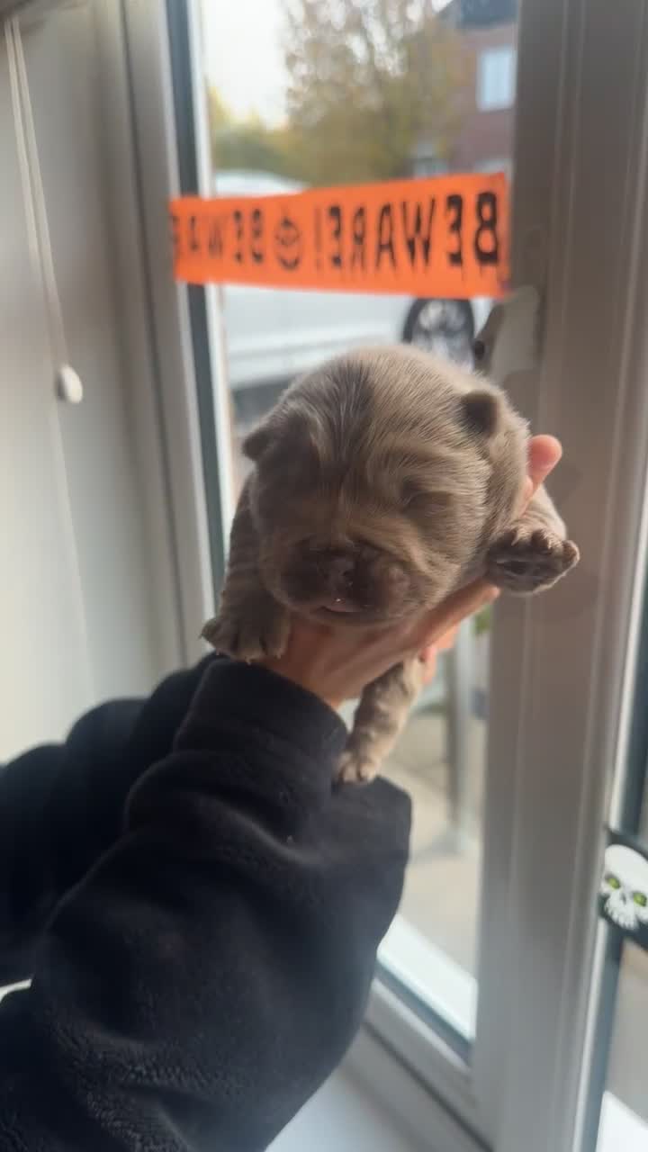 Chow Chow dogs for sale: Lilac Merle and lilac chow chow puppies for sale  - Video 2