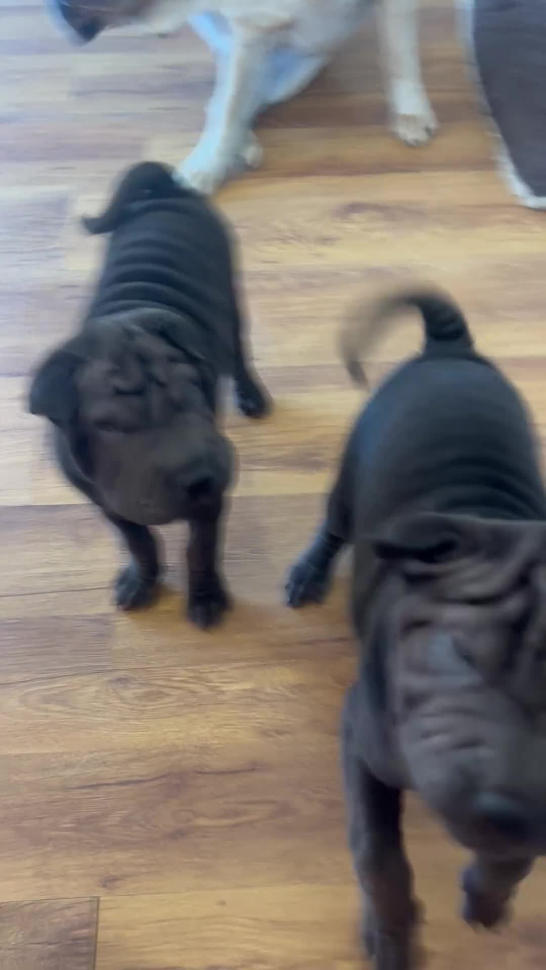 Shar Pei dogs for sale: Sharpei Pups - open to offers - Video 2