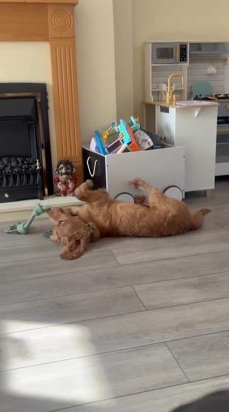 Cockapoo dogs for sale: Golden Cockapoo - Video 1