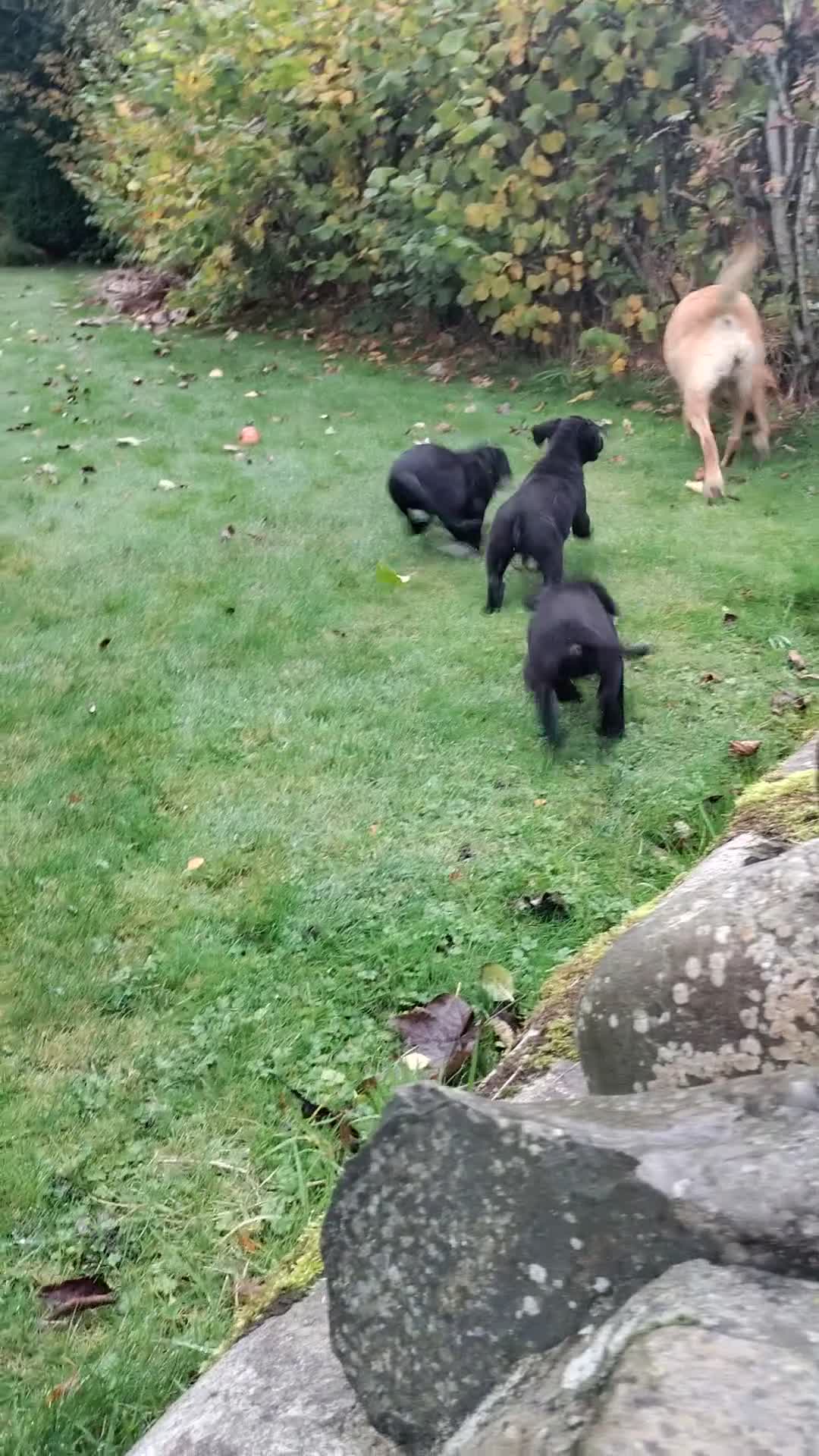 Labrador Retriever dogs for sale: Labrador pups for sale  - Video 2