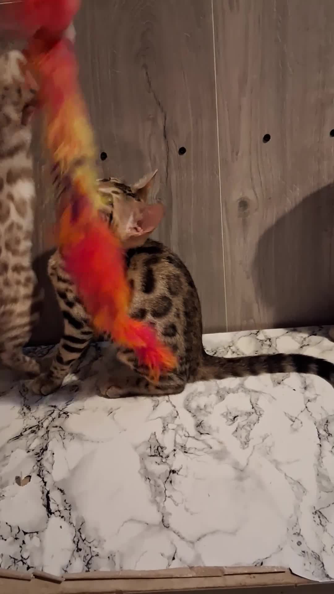 Bengal cats for sale: Bengal Kittens  - Video 1