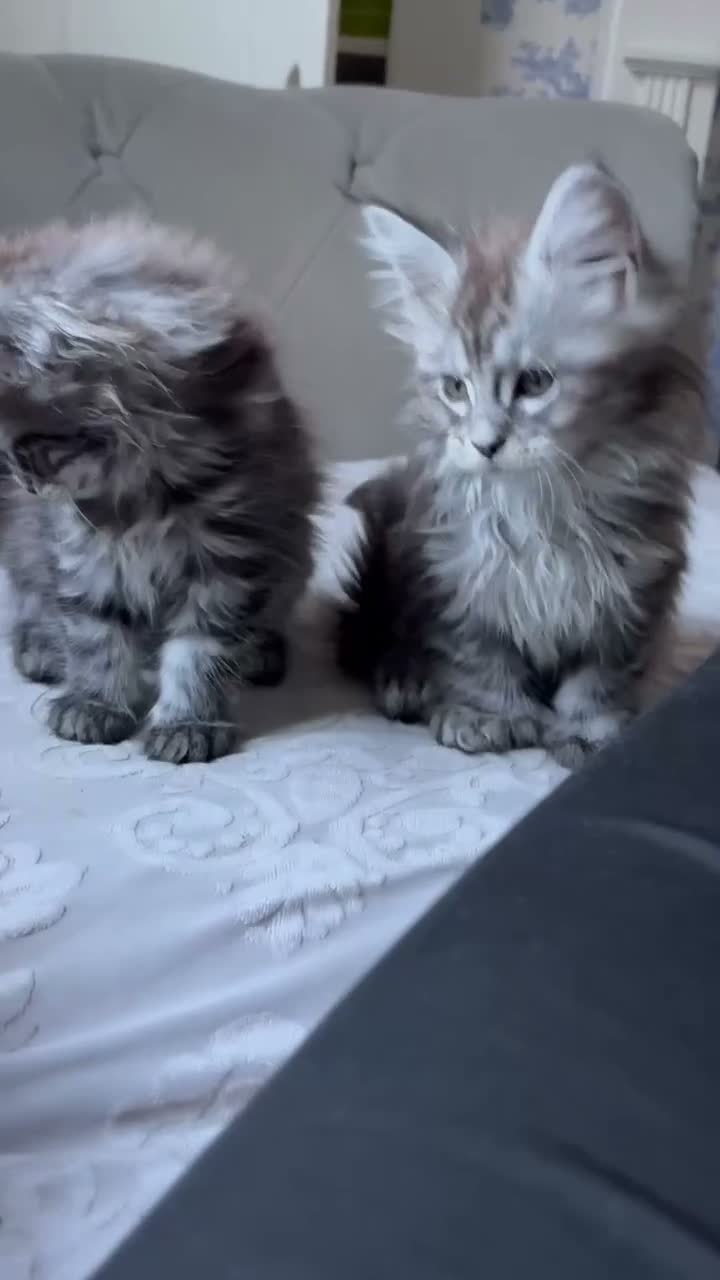 Maine Coon cats for sale: Large Tica Polly kittens - Video 1