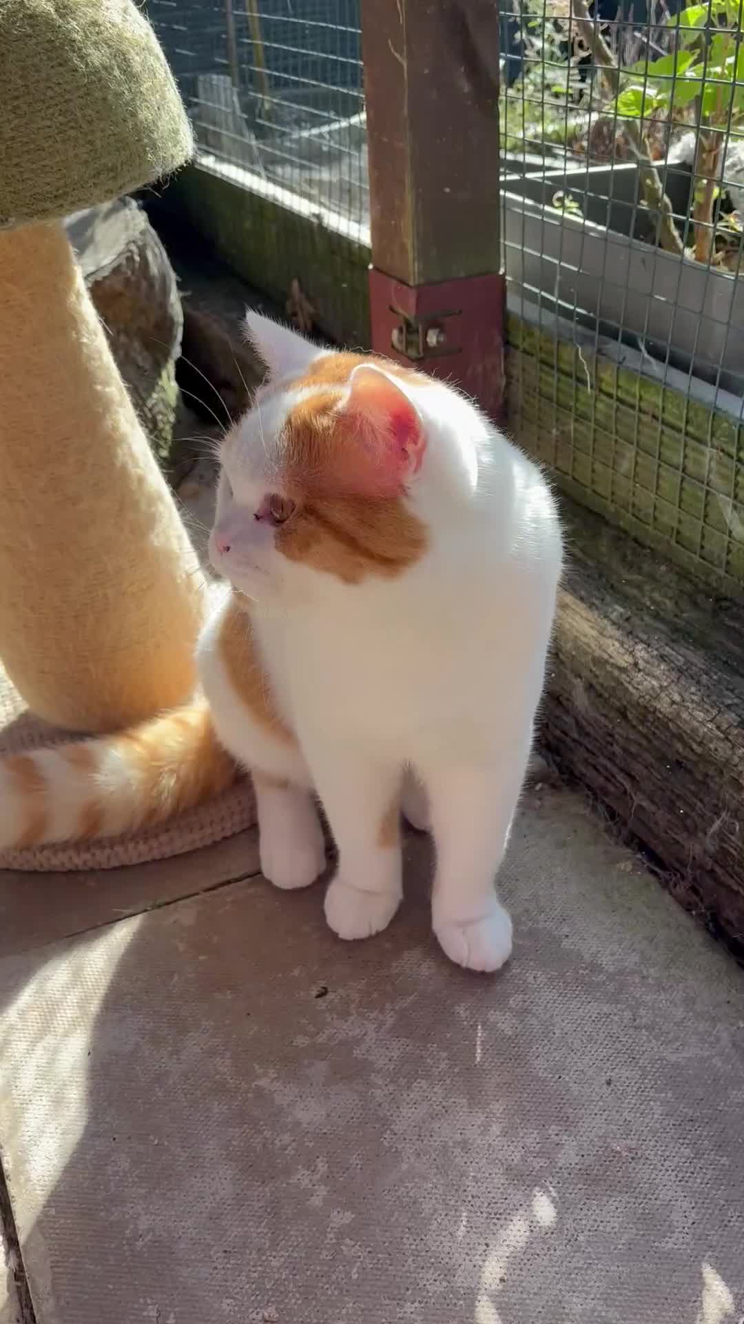 British Shorthair cats for sale: 8 month old Gccf reg red harli boy  - Video 1
