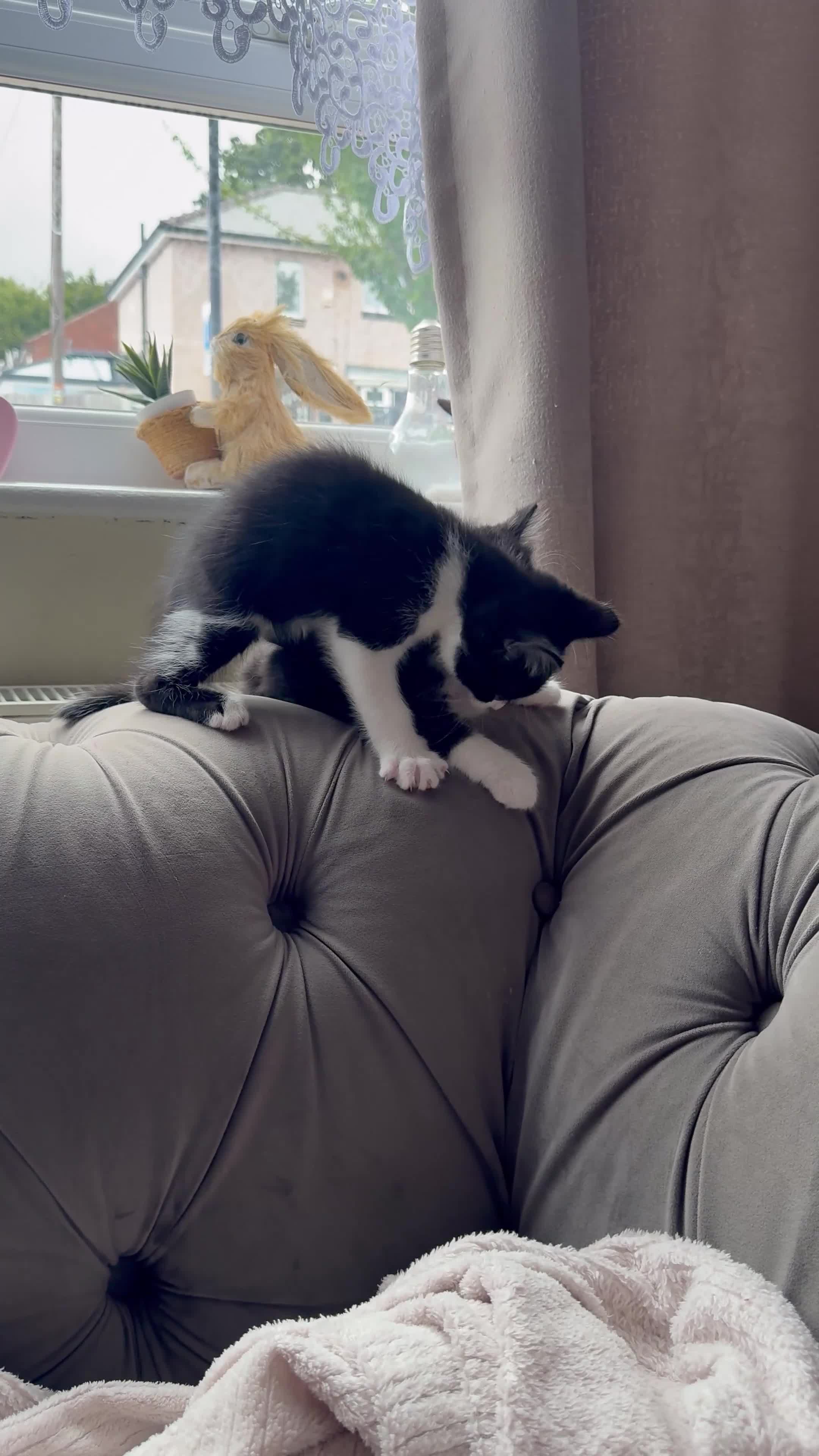 Mixed Breed cats for sale: * 7 BEAUTIFUL KITTENS * 4 FEMALE AND 3 MALE * - Video 1