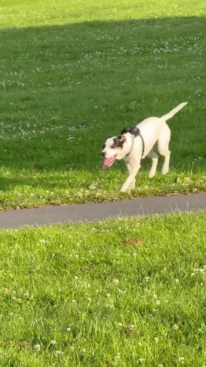 Mixed Breed dogs for sale: 🐾 Diego looking for his forever home 🐾 in Blackpool - Video 1