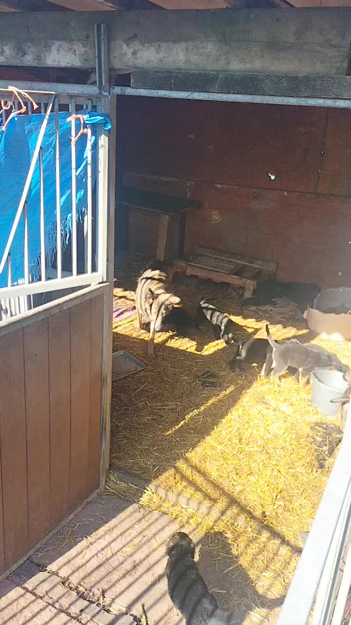 Sheprador dogs for sale: Shepador puppies  - Video 2