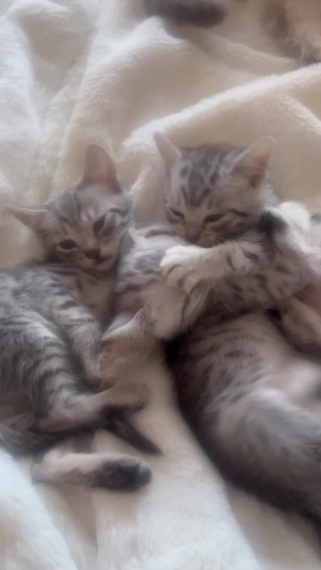 Mixed Breed cats for sale: Beautiful silver Savannah BSH cross kittens  - Video 1