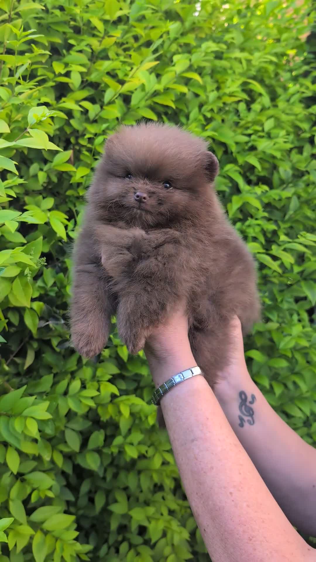 Pomeranian dogs for sale: MOCHI the chocolate pom boy in Sunderland - Video 1
