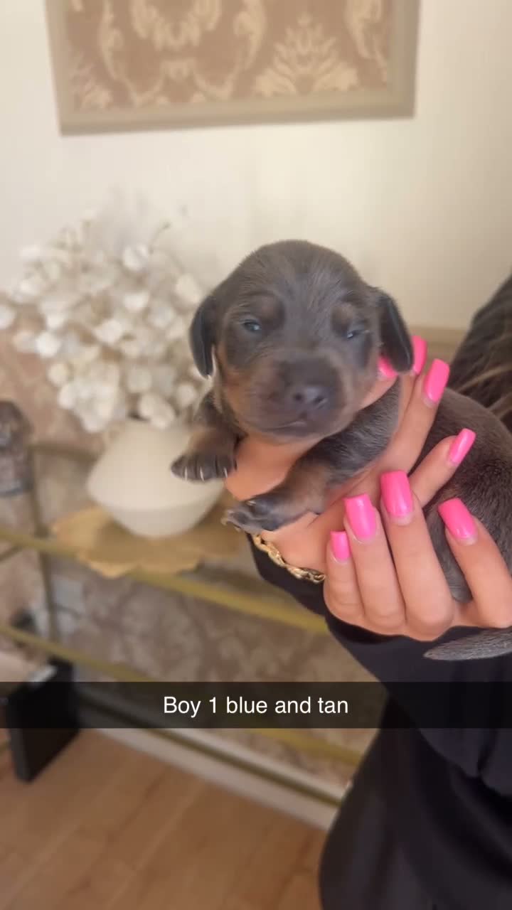 Miniature Dachshund dogs for sale: Miniature dachshund  in Sheffield - Video 3