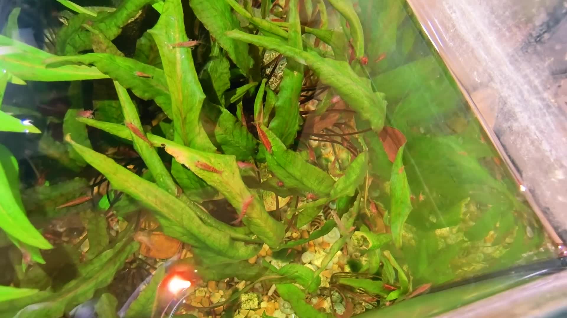 Shrimps fish for sale: Red Shrimps 1 pound each collection only  - Video 1