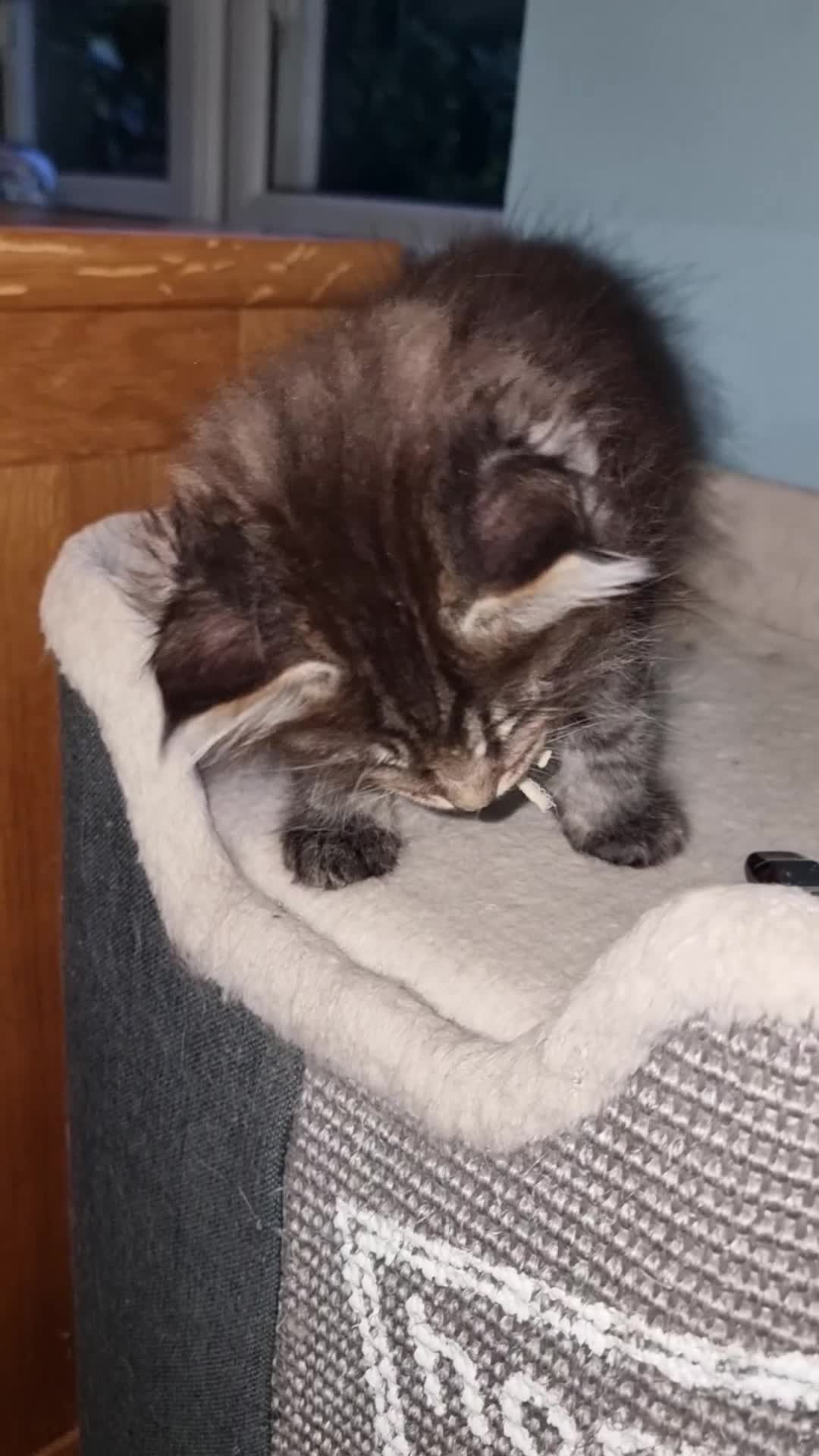 Maine Coon cats for sale: Pedigree GCCF Registered Maine Coon Kittens - Video 2