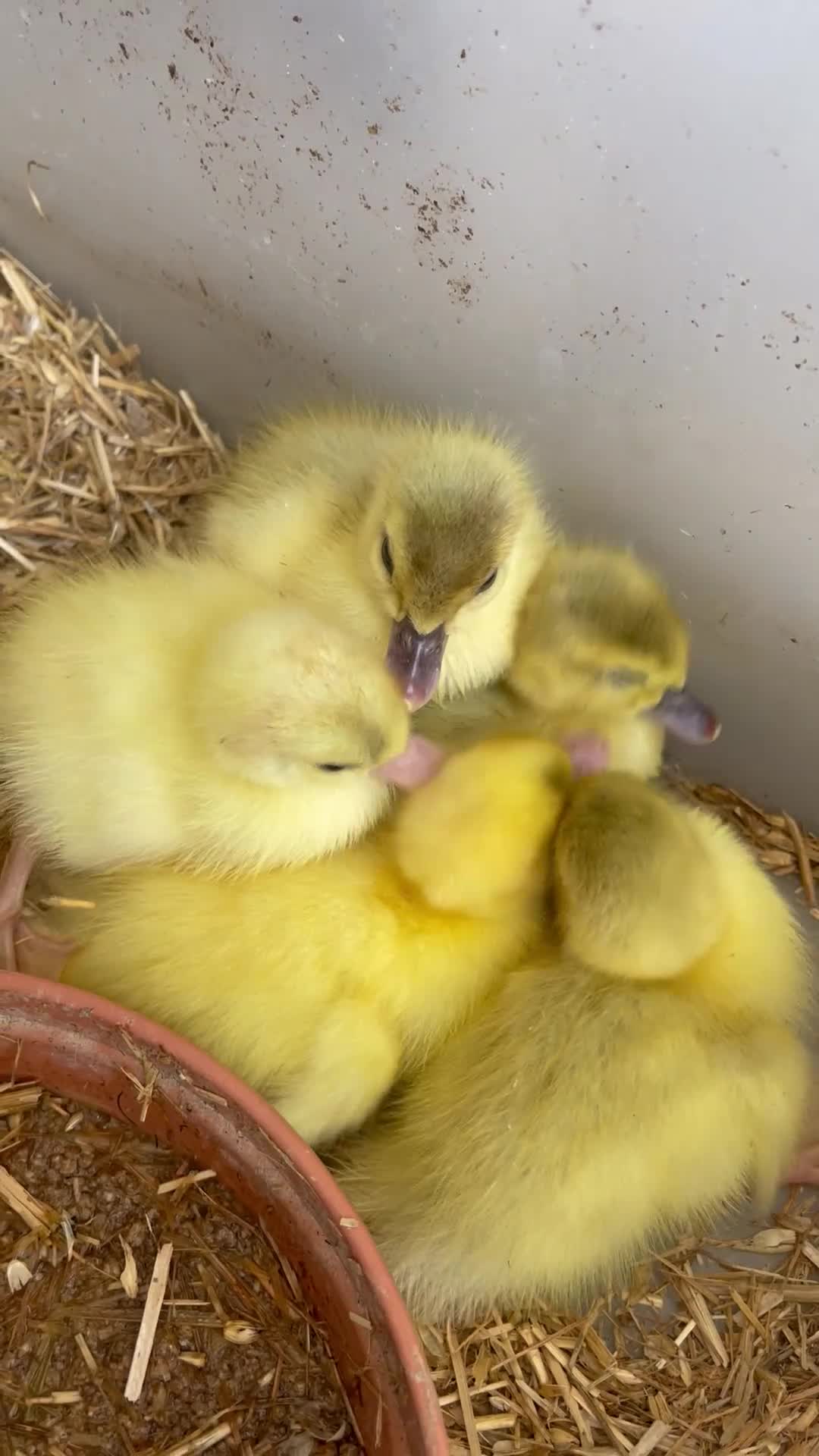 Ducks poultry for sale: Baby ducks  in London - Video 3