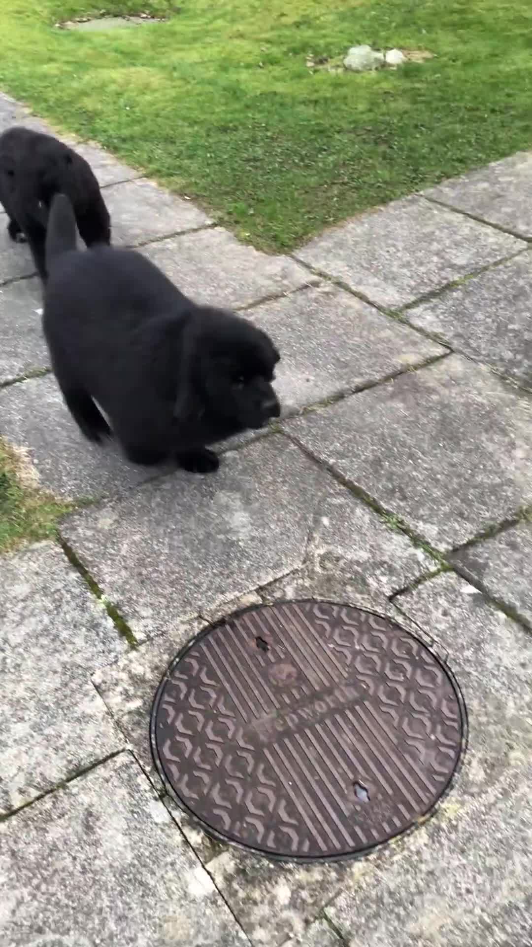 Newfoundland dogs for sale: BALTICBEARS NEWFOUNDLANDS - Video 1