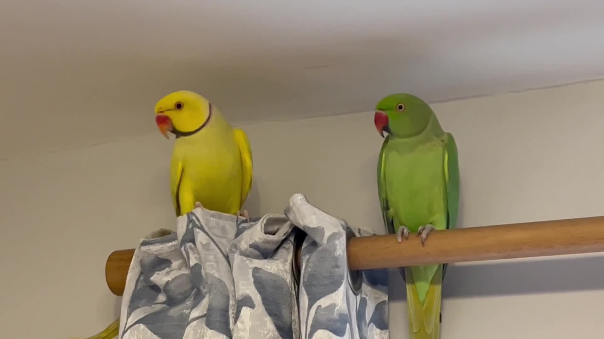 Ringnecks birds for sale: Breeding pair of Indian Ringnecks  - Video 1