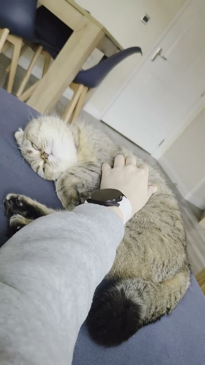 Scottish Fold cats for sale: Tabby Scottish Fold Girl - Forever Home Wanted  - Video 2
