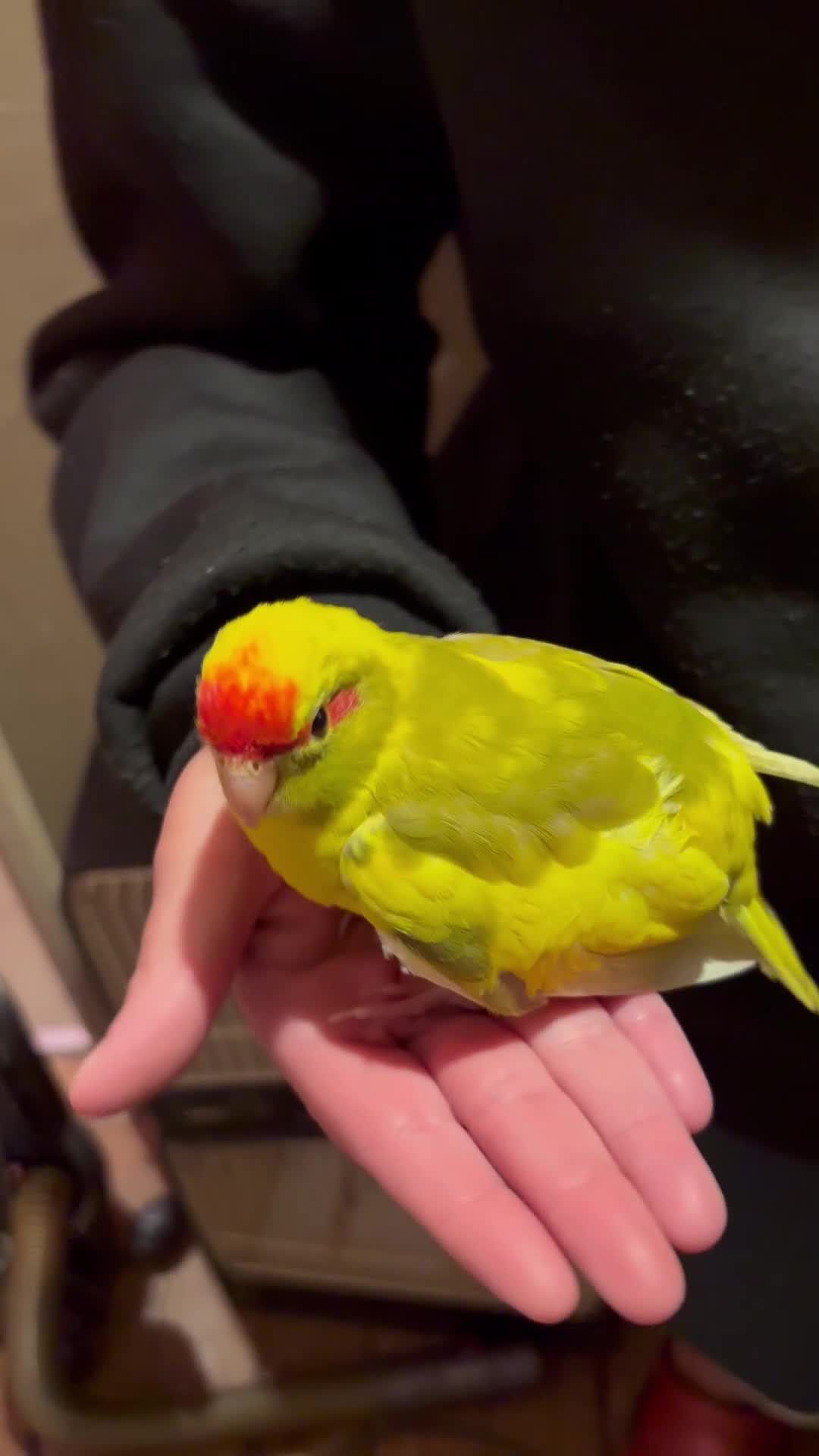 Parakeets birds for sale: Hand reared kakariki - Video 3